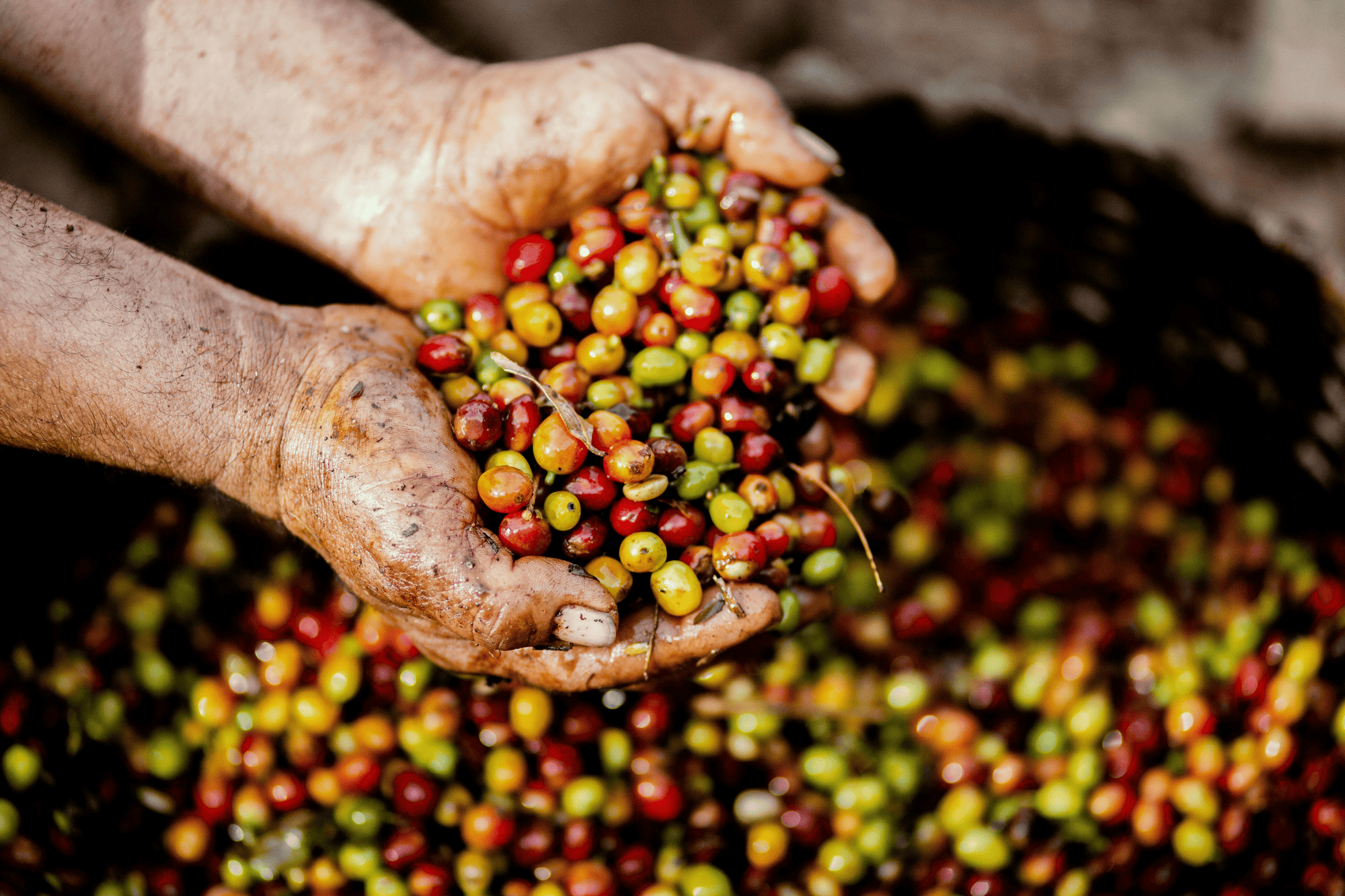 EXPLORING INDIA’S COFFEE CULTIVATING STATES
